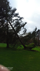 Photo de galerie - Elagage et coupe d'arbres