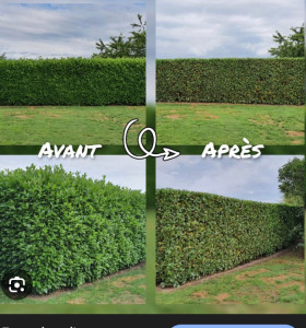 Photo de galerie - Taille de laurier avec évacuation des déchets