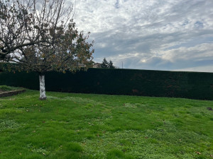 Photo de galerie - Taille de haies 