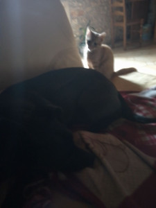 Photo de galerie - Mon chien s ennuyais quand j étais au travail j ai trouvé un chat et depuis joue avec lui mais sous ma surveillance car il a seulement trois mois 