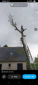 Photo de galerie - Elagage et coupe d'arbres