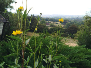 Photo de galerie - Idée pour parterre de fleurs