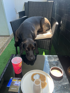 Photo de galerie - Voici ma chienne de 1 an, elle adore recevoir des copains à la maison, que ce sois pour une courte ou longue durée. 