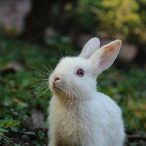 Photo de galerie - Garde animaux