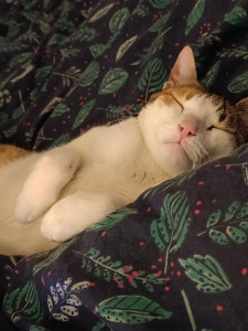 Photo de galerie - Pas de stress, respect et bienveillance envers les animaux...