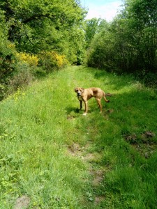 Photo de galerie - Garde chien