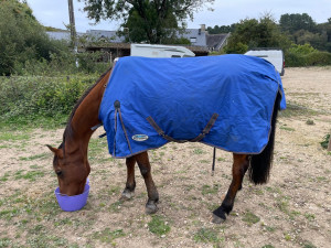 Photo de galerie - J’ai mon propre cheval, je peux donc venir m’occuper de vos chevaux pendant votre absence 