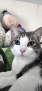 Photo de galerie - Apple, un chat adorable que j’ai eu le plaisir de garder 5 jours ! ?