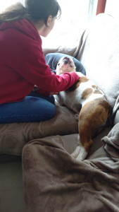 Photo de galerie - Garde Bouledogue anglais 5 ans 