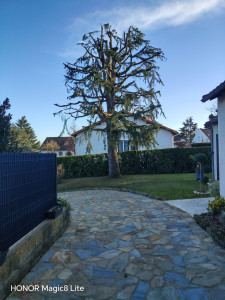 Photo de galerie - Elagage et coupe d'arbres