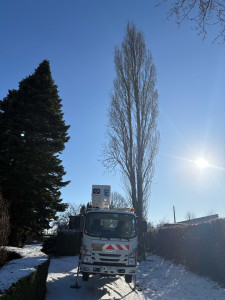 Photo de galerie - élagage étêtage d’un peuplier 