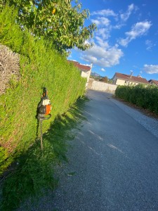 Photo de galerie - Taille de haies 