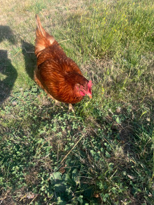 Photo de galerie - Nourrissage de poules et ramassage d’œufs chez particulier 