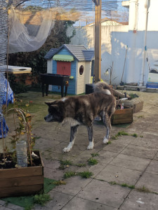 Photo de galerie - Voici Iko un adorable chien de 13 ans, que j'ai gardé lors d'une garde ! 