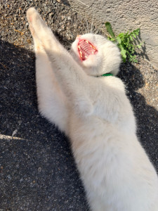 Photo de galerie - Garde animaux