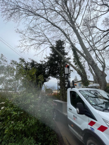 Photo de galerie - Démontage d’un cyprès 