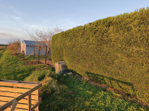 Photo de galerie - Taille de haies et d'arbustes