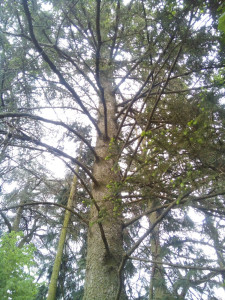 Photo de galerie - Élagage d'un arbre de plus de 15 mètres