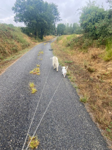 Photo de galerie - Ballade avec les compagnons 