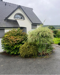 Photo de galerie - Taille de haies et d'arbustes