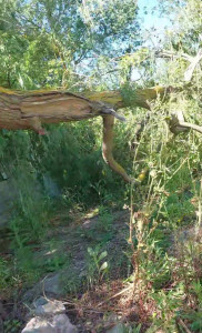 Photo de galerie - Bonjour, 

n'hésitez pas à me contacter pour tout type d'arbre débroussailleuse tondre etc....