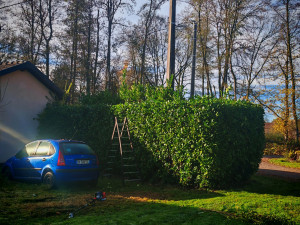 Photo de galerie - Taille de haie.