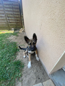 Photo de galerie - Je sais garder un chien, l’occuper, jouer avec lui/elle, le/la nourrir, ect..