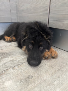 Photo de galerie - Voici un chiot que j'ai gardé récemment pendant une petite semaine, que j'ai dû sortir souvent pour ces besoins. J’ai énormément joué avec lui.