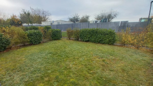 Photo de galerie - Taille légère et raisonnée pour cette haie florale mélangée Laurier, Weigelia et Forsythia en vue de lui faire prendre de la hauteur. 