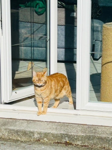 Photo de galerie - Garde animaux