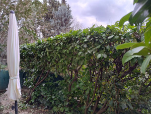 Photo de galerie - Taille de haies et d'arbustes