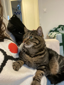 Photo de galerie - Garde de chat à votre domicile pendant la période des fêtes de Noël 2024