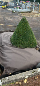 Photo de galerie - Taille de haies , arbustes , tonte de pelouse 