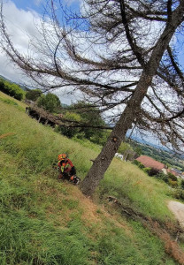 Photo de galerie - Ce cèdre n'a pas survécu à cause du changement climatique l'abattage était urgent il menaçait une ligne aérienne électrique 