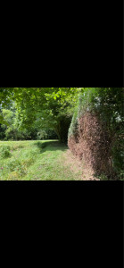 Photo de galerie - Taille de haies et d'arbustes