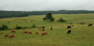 Photo de galerie - Pâturage / surveillance d'animaux