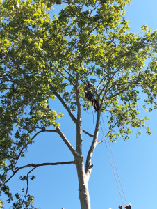 Photo de galerie - Elagage et coupe d'arbres