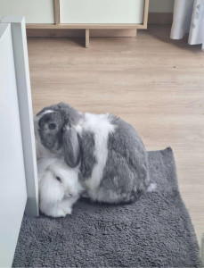 Photo de galerie - 2 petits bouts de chou 