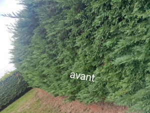 Photo de galerie - Taille de haies et d'arbustes