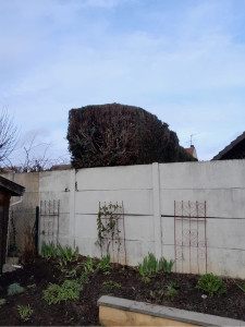 Photo de galerie - Taille de haie 