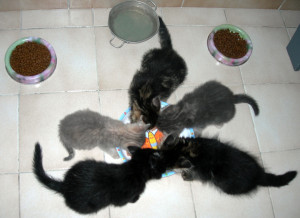 Photo de galerie - Petite équipe de chatons gardés il y a quelques mois