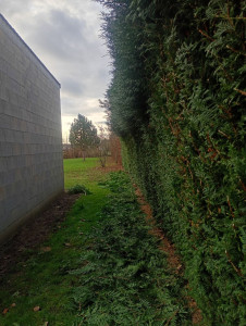 Photo de galerie - Taille thuya 3m50