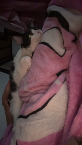 Photo de galerie - Nala âgée de 3 ans qui dors paisiblement sur moi ?