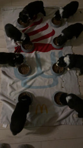 Photo de galerie - éducation de 8 chiots 