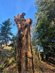 Photo de galerie - Elagage et coupe d'arbres