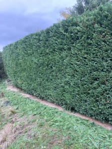 Photo de galerie - Taille de haie 