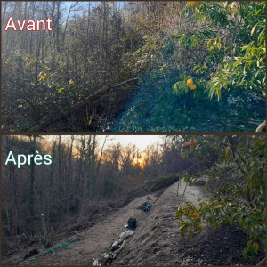 Photo de galerie - Transformation d'une forêt en pente en terrasses plates pour plantation