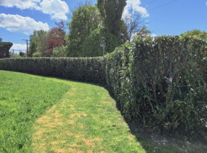 Photo de galerie - Taille d'une haie de Laurier