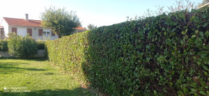 Photo de galerie - Taille de haies et d'arbustes