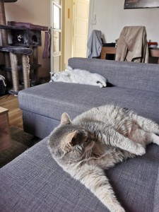 Photo de galerie - Mon chat et un chat gardé 